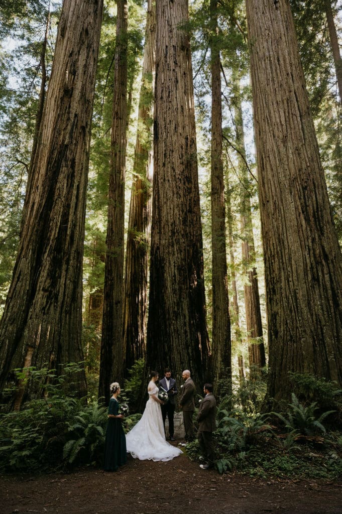 breath-taking redwoods elopement 
