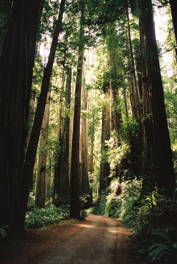 redwoods elopement on 35mm film